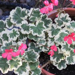 Location: Northern California, Zone 9b
Date: 2019-06-19
Frank Headley's beautiful leaves and bright coral pink flowers. N