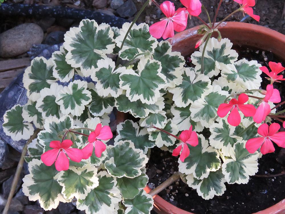 Photo of Zonal Geranium (Pelargonium x hortorum 'Frank Headley') uploaded by DebraZone9