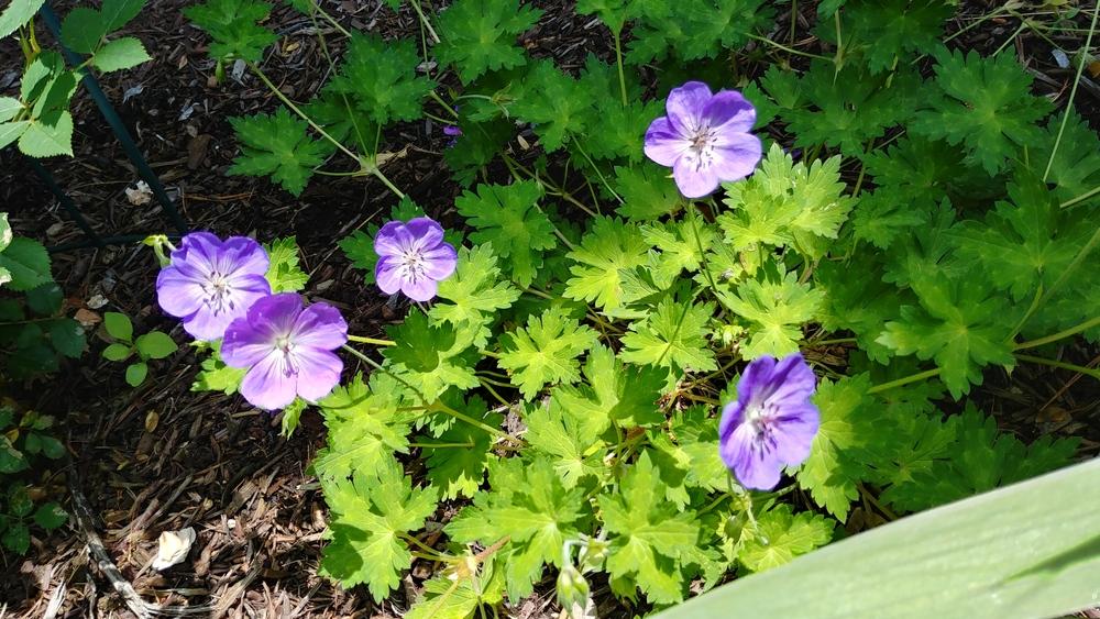 Photo of Geranium Rozanne® uploaded by ElyceC