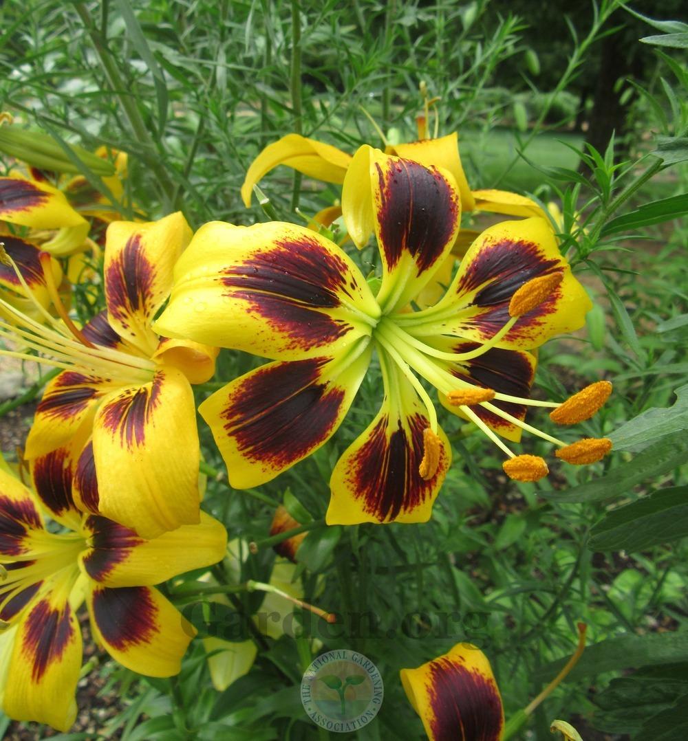 Photo of Lily (Lilium 'Black Eyed Cindy') uploaded by Frillylily