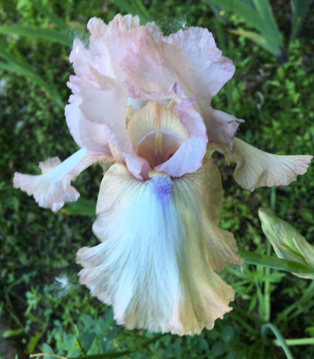 Photo of Tall Bearded Iris (Iris 'Howler') uploaded by Lbsmitty