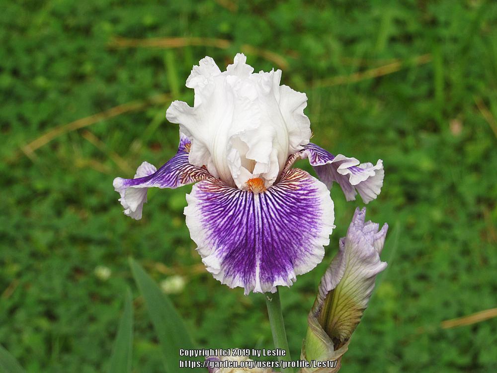 Photo of Tall Bearded Iris (Iris 'Berserk') uploaded by Lestv