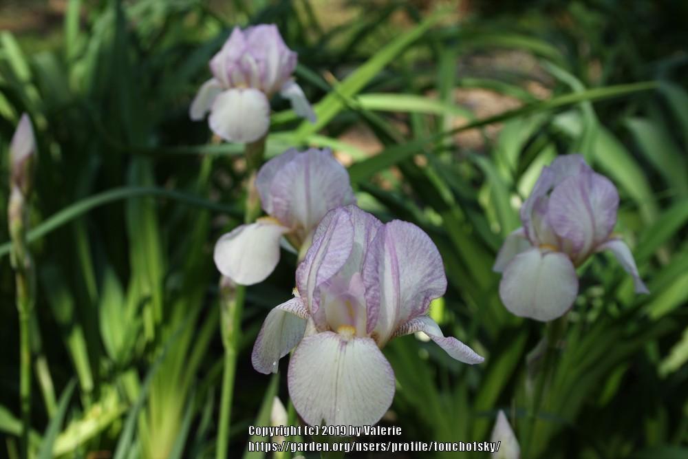 Photo of Miniature Tall Bearded Iris (Iris 'Carolyn Rose') uploaded by touchofsky