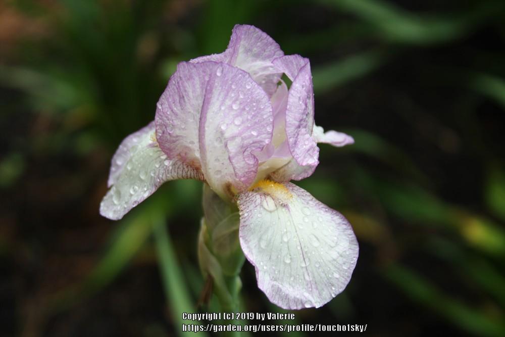 Photo of Miniature Tall Bearded Iris (Iris 'Carolyn Rose') uploaded by touchofsky