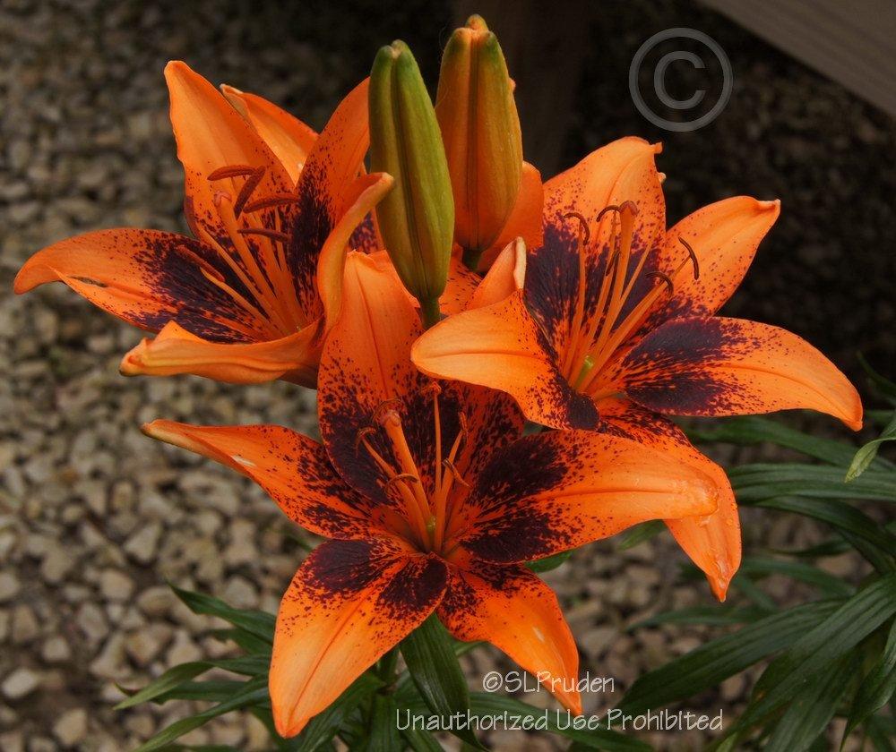 Photo of Lily (Lilium 'Orange Art') uploaded by DaylilySLP