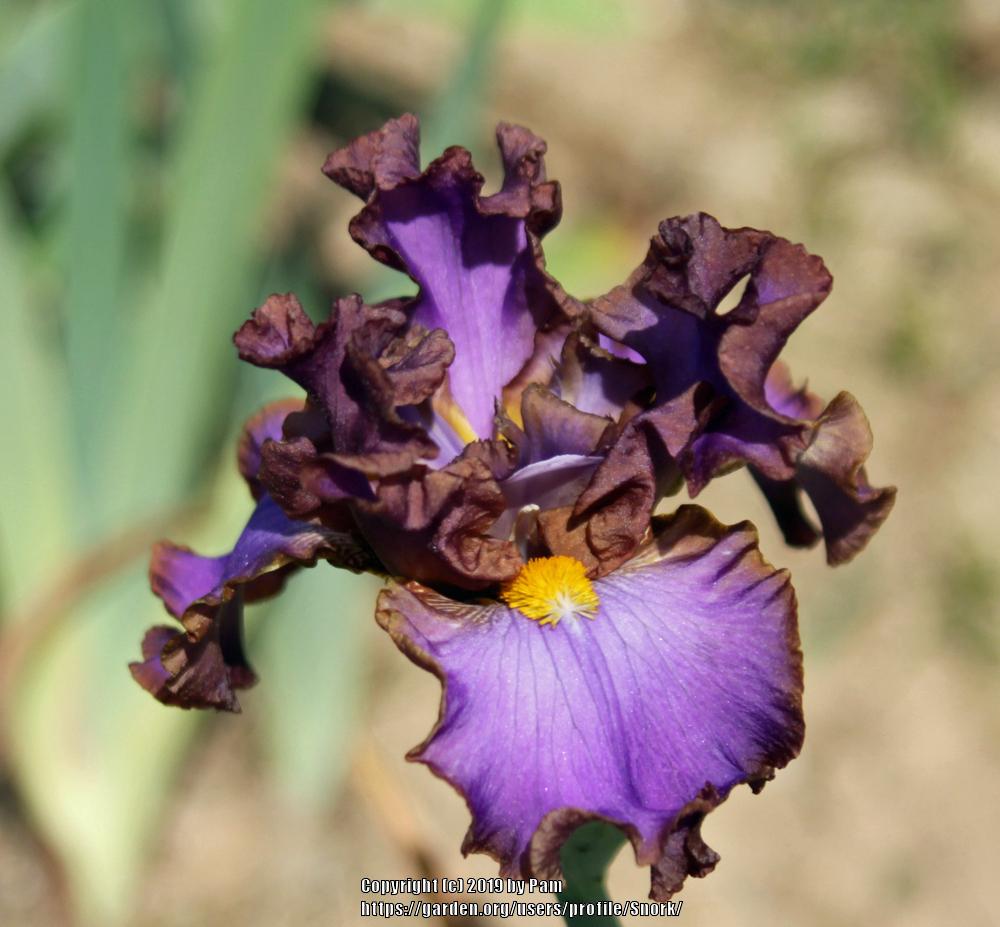 Photo of Tall Bearded Iris (Iris 'Quackery') uploaded by Snork