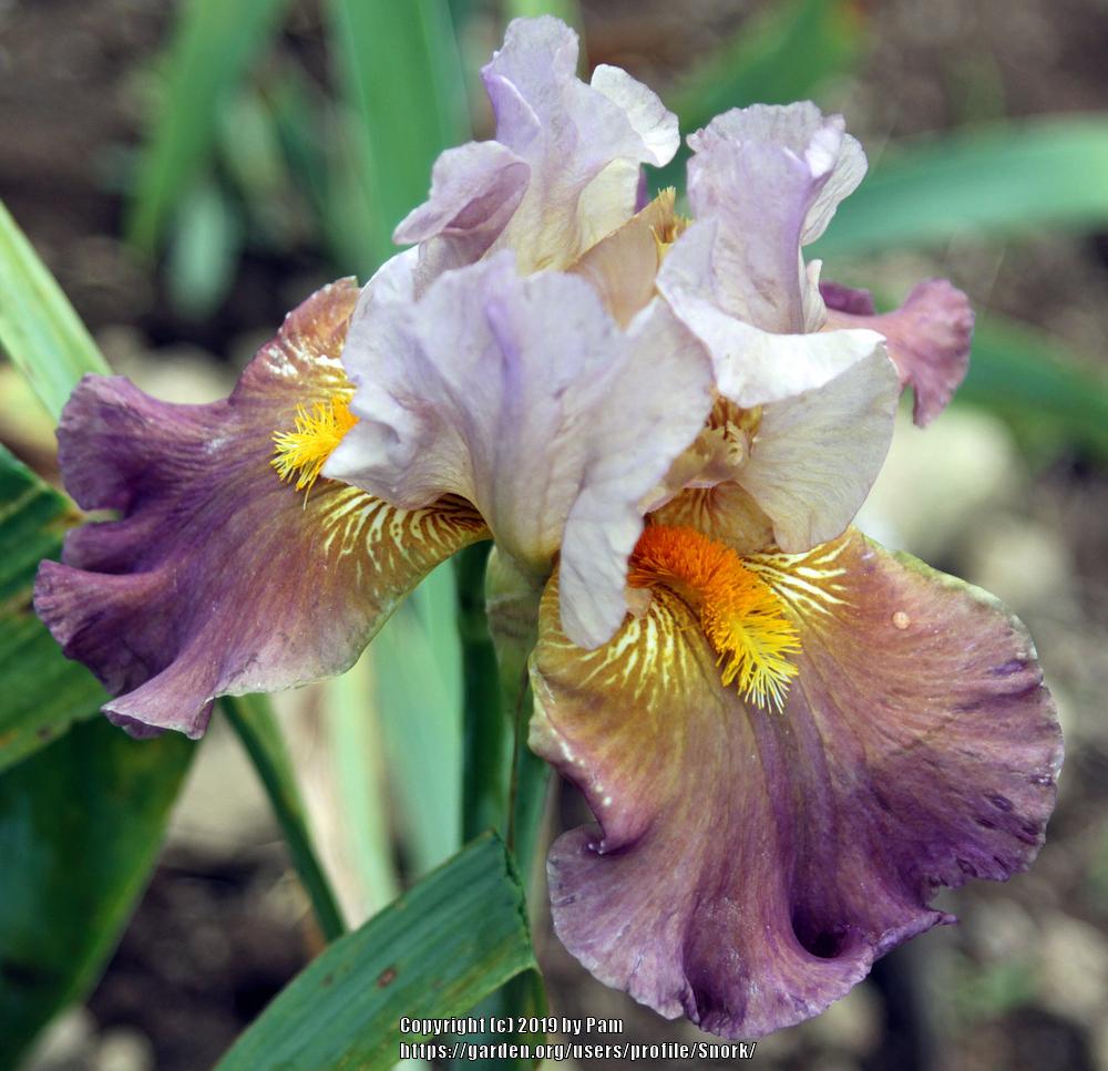 Photo of Tall Bearded Iris (Iris 'Itsa Whatever') uploaded by Snork