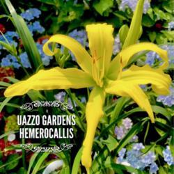 Location: Uazzo Gardens, North Italy
Date: 26 June 2019
Green Mamba, in rare poly version 7 petals/sepals