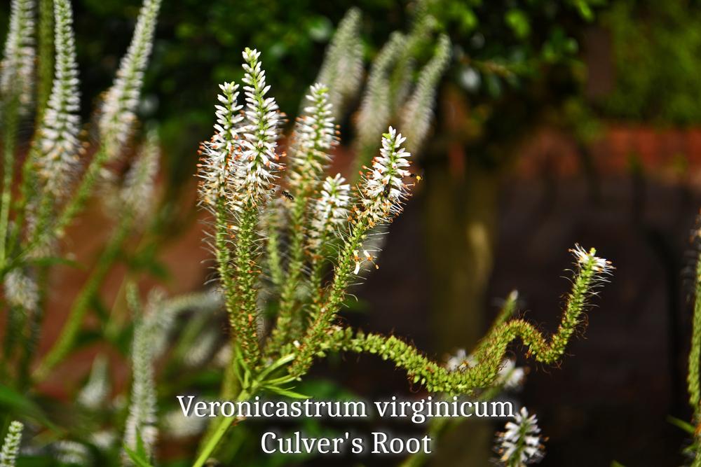 Photo of Culver's Root (Veronicastrum virginicum) uploaded by dawiz1753