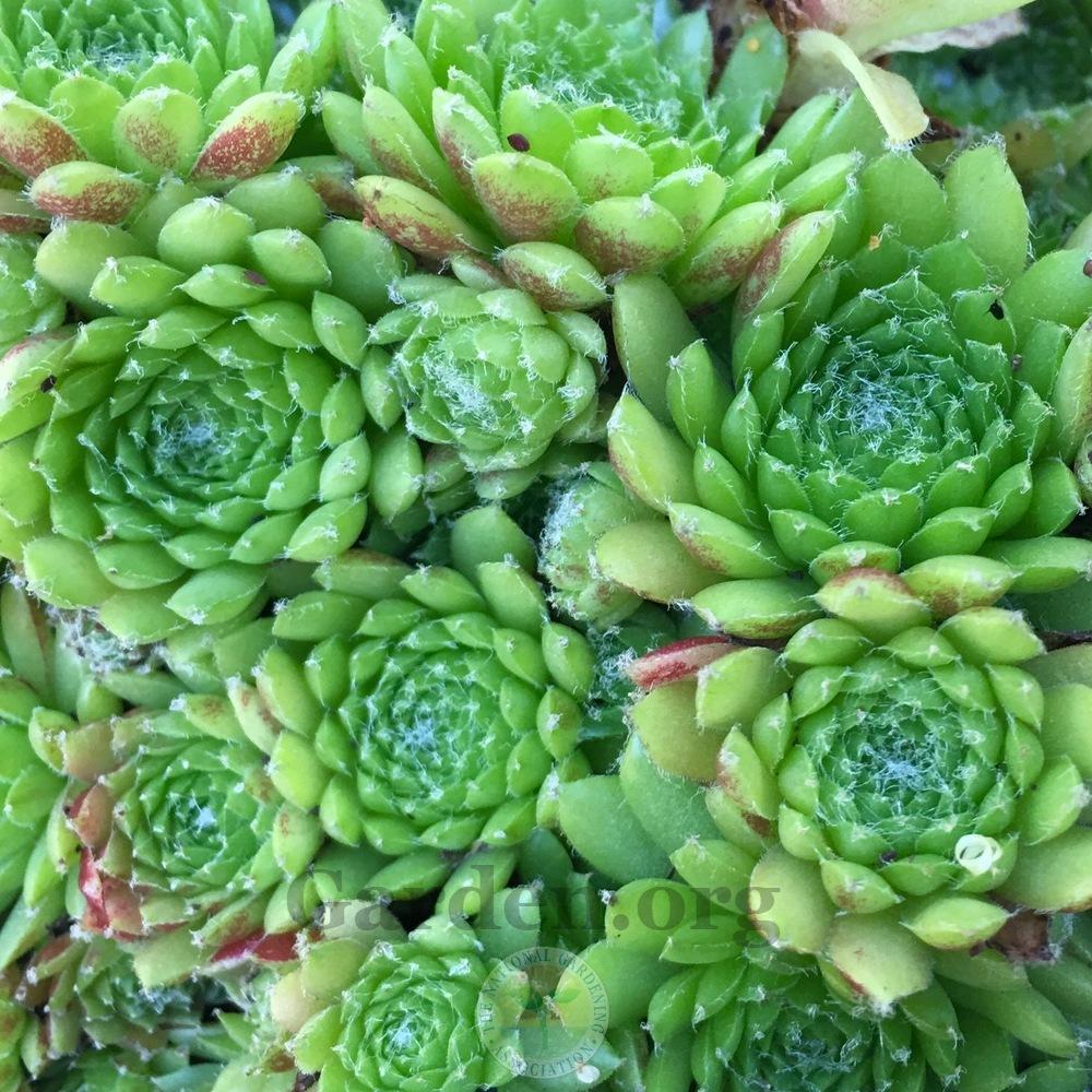 Photo of Hen and Chicks (Sempervivum 'Pixie') uploaded by springcolor