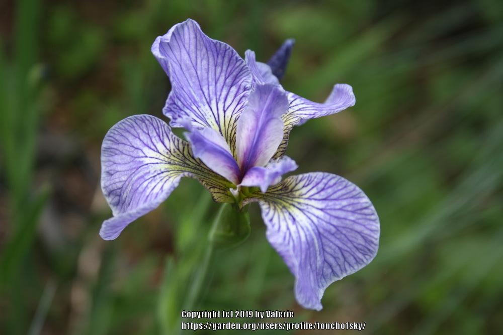 Photo of Species Iris (Iris setosa) uploaded by touchofsky