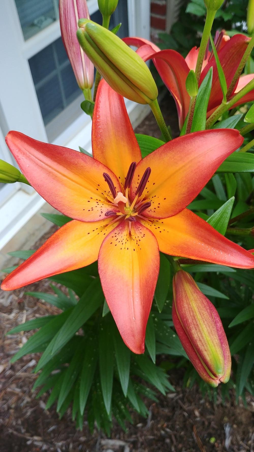 Photo of Lily (Lilium 'Royal Sunset') uploaded by ElyceC