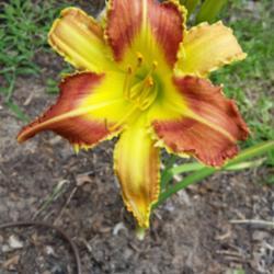 Location: Nocona,Texas zn.7 My gardens
Date: 2019-06-19