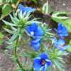 - A strong blue flower, but the plant looks very fragile.