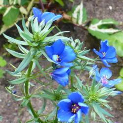 Location: Nora's Garden - Castlegar, B.C.
Date: 2019-06-26
- A strong blue flower, but the plant looks very fragile.