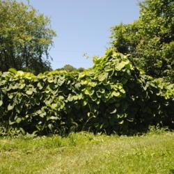 Location: Landenberg, PA
Date: 2019-06-11
vines along a fence