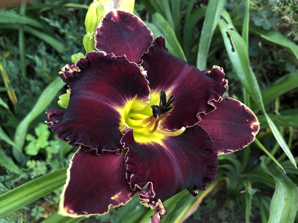 Photo of Daylily (Hemerocallis 'Victorian Garden Star Bright') uploaded by Jillz