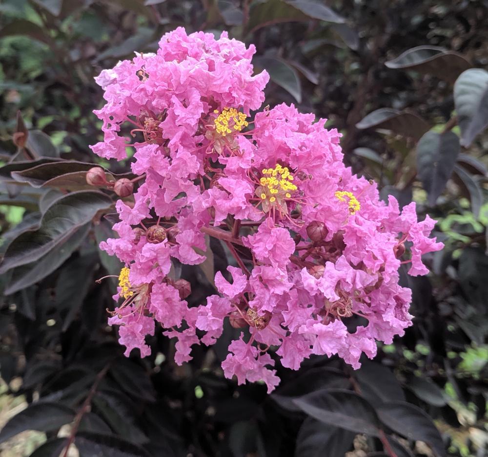 Photo of Crepe Myrtle (Lagerstroemia Black Diamond® Purely Purple™) uploaded by dave