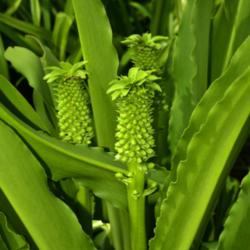 Location: Botanical Gardens of the State of Georgia...Athens, Ga
Date: 2019-06-23
Giant Pineapple Lily Plant 012