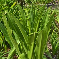 Location: Botanical Gardens of the State of Georgia...Athens, Ga
Date: 2019-06-23
Giant Pineapple Lily Plant 011