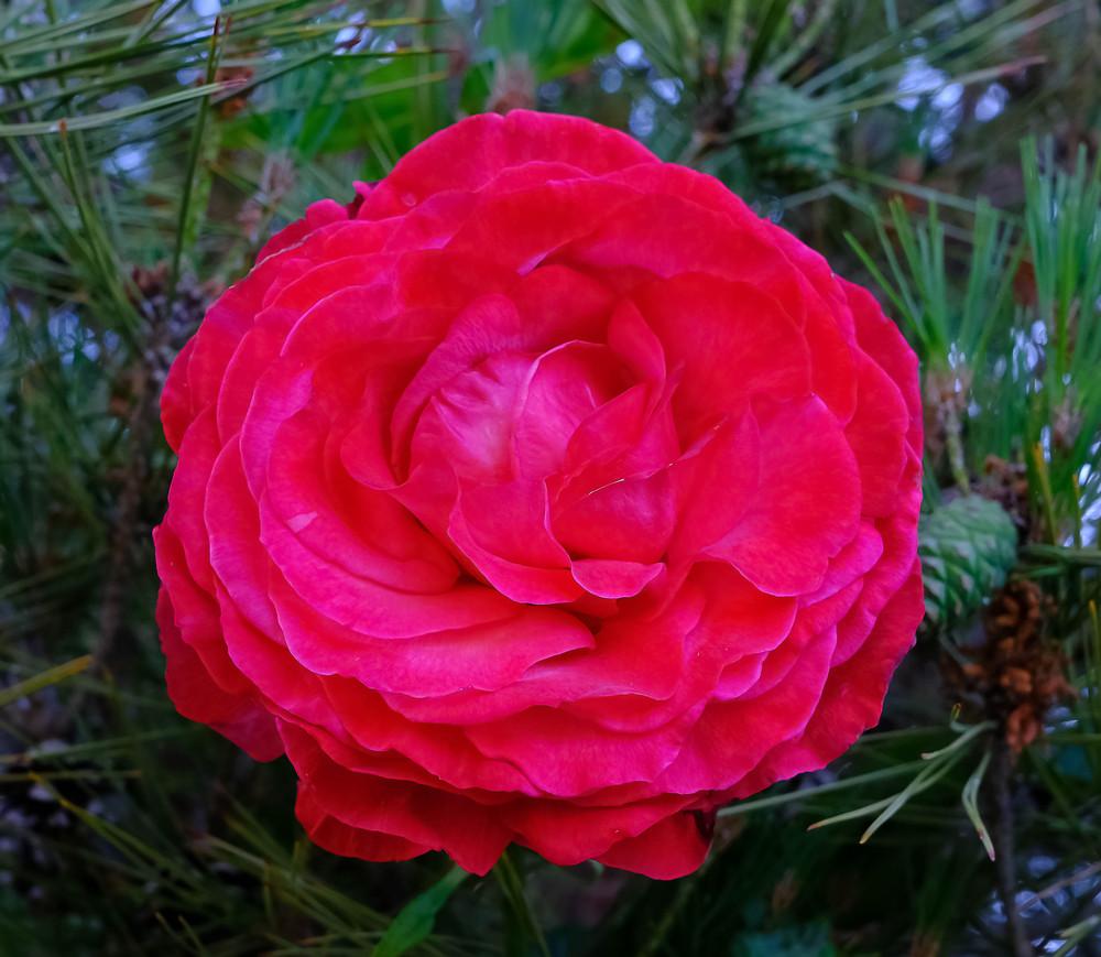 Photo of Rose (Rosa 'Lady Bird') uploaded by AnnKNCalif