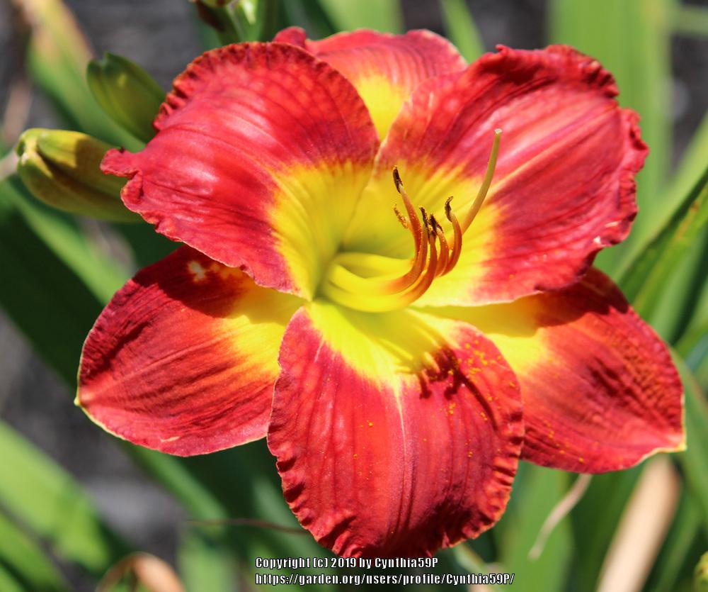 Photo of Daylily (Hemerocallis 'Passion for Red') uploaded by Cynthia59P