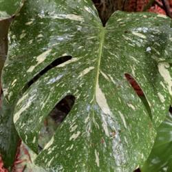 Location: My greenhouse, Florida
Date: 2019-06-28
Extremely highly marked leaf