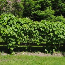 Location: Jenkins Arboretum in Berwyn, Pennsylvania
Date: 2019-05-26
vines on fence