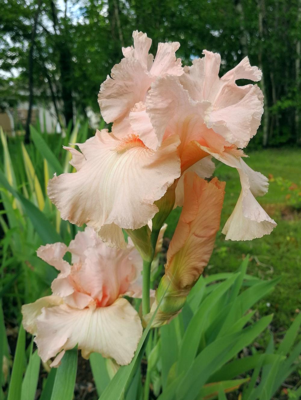 Photo of Tall Bearded Iris (Iris 'Beverly Sills') uploaded by JLWilliams