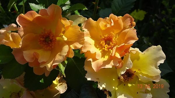 Photo of Rose (Rosa 'Morden Sunrise') uploaded by Orsola