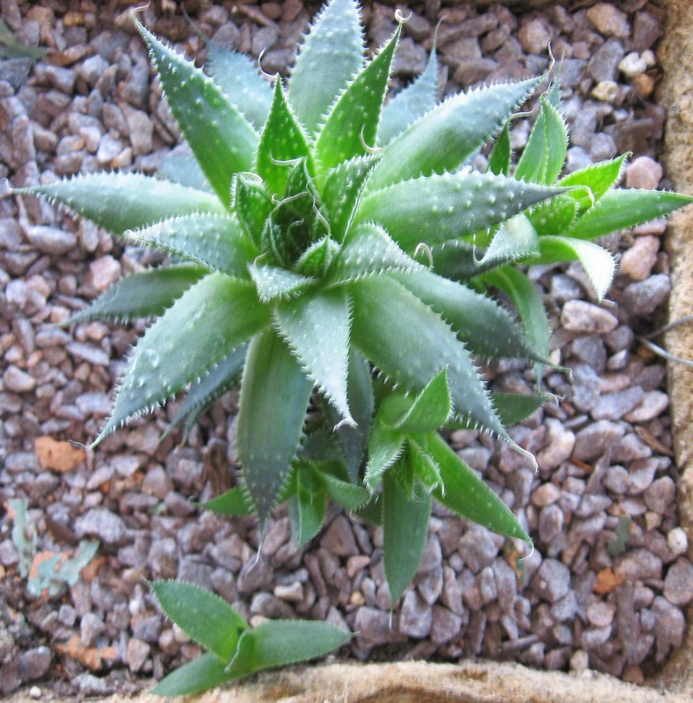 Photo of Lace Aloe (Aristaloe aristata) uploaded by plantmanager