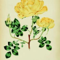 
Date: c. 1848
illustration from William Paul's 'The Rose Garden', 1848