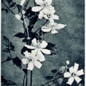photo from 'The Garden', 1921