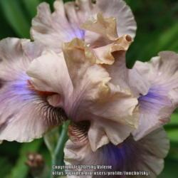 Location: My Garden, Ontario, Canada
Date: 2019-06-27
This iris has a lovely violet/blue colour under the beards (extra
