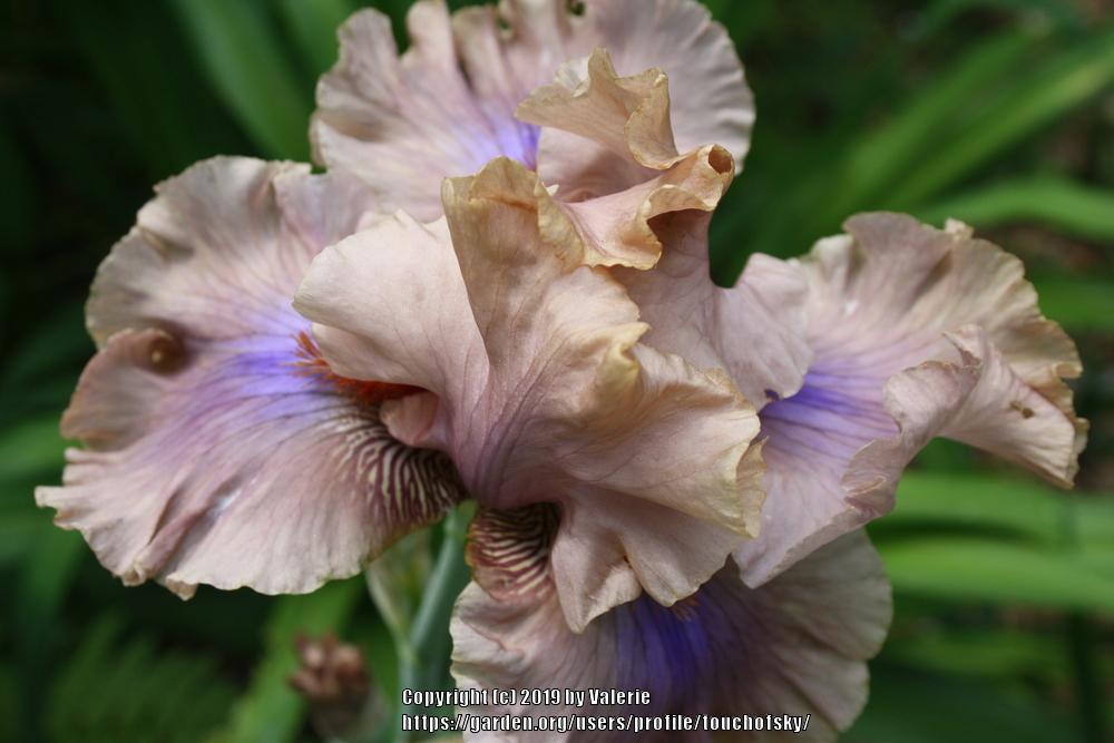 Photo of Tall Bearded Iris (Iris 'Coffee Trader') uploaded by touchofsky