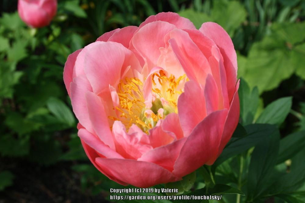 Photo of Peony (Paeonia 'Pink Hawaiian Coral') uploaded by touchofsky