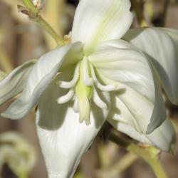 Location: Northern California, Zone 9b
Date: 2019-06-19
Closeup view of Yucca filamentosa 'Golden Sword' flower