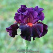 Colorwise, such a perfect name for this iris!