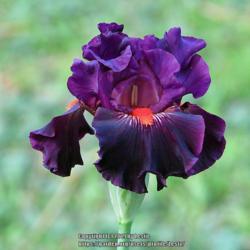Location: Durham, NC
Date: 2019-05-07
Colorwise, such a perfect name for this iris!