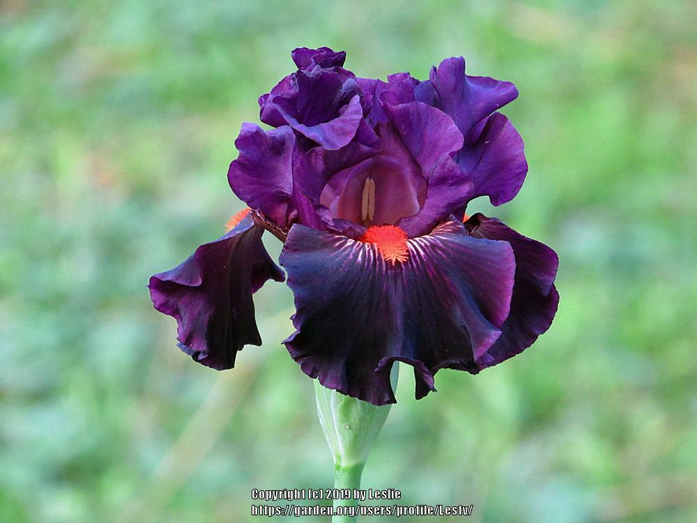 Photo of Tall Bearded Iris (Iris 'Daffy Duck') uploaded by Lestv