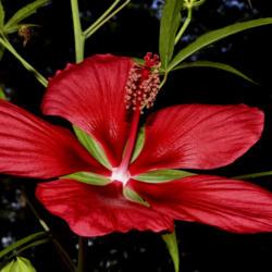 Location: Botanical Gardens of the State of Georgia...Athens, Ga
Date: 2019-06-28
Texas Star Hibiscus 019