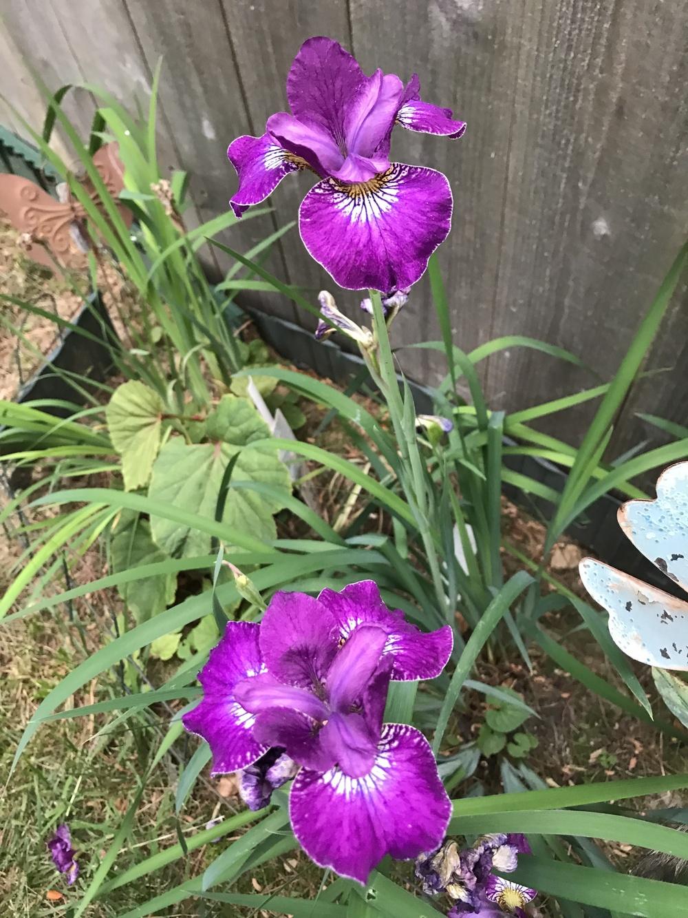Photo of Siberian Iris (Iris 'Crimson Cloisonné') uploaded by janielouy