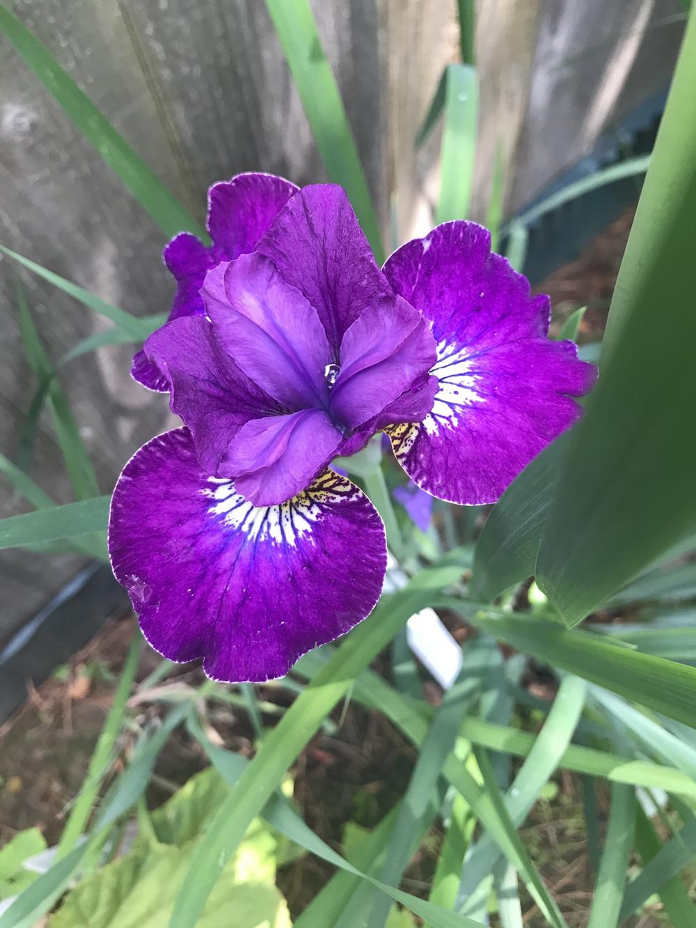 Photo of Siberian Iris (Iris 'Crimson Cloisonné') uploaded by janielouy
