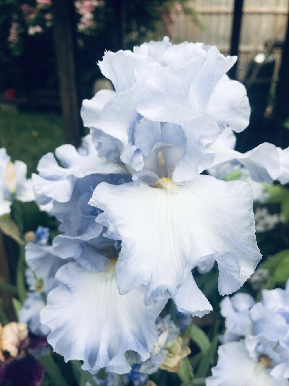 Photo of Tall Bearded Iris (Iris 'Absolute Treasure') uploaded by janielouy
