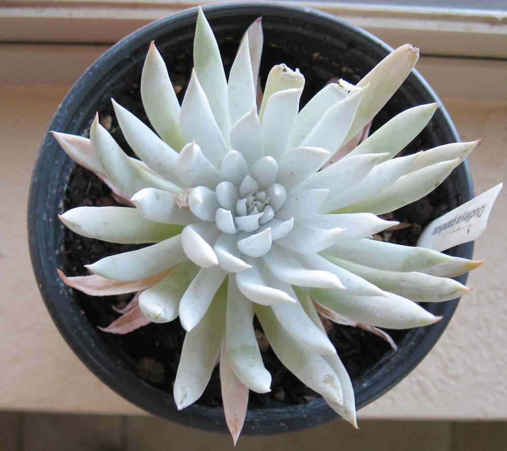 Photo of Chalk Rose (Dudleya candida) uploaded by plantmanager