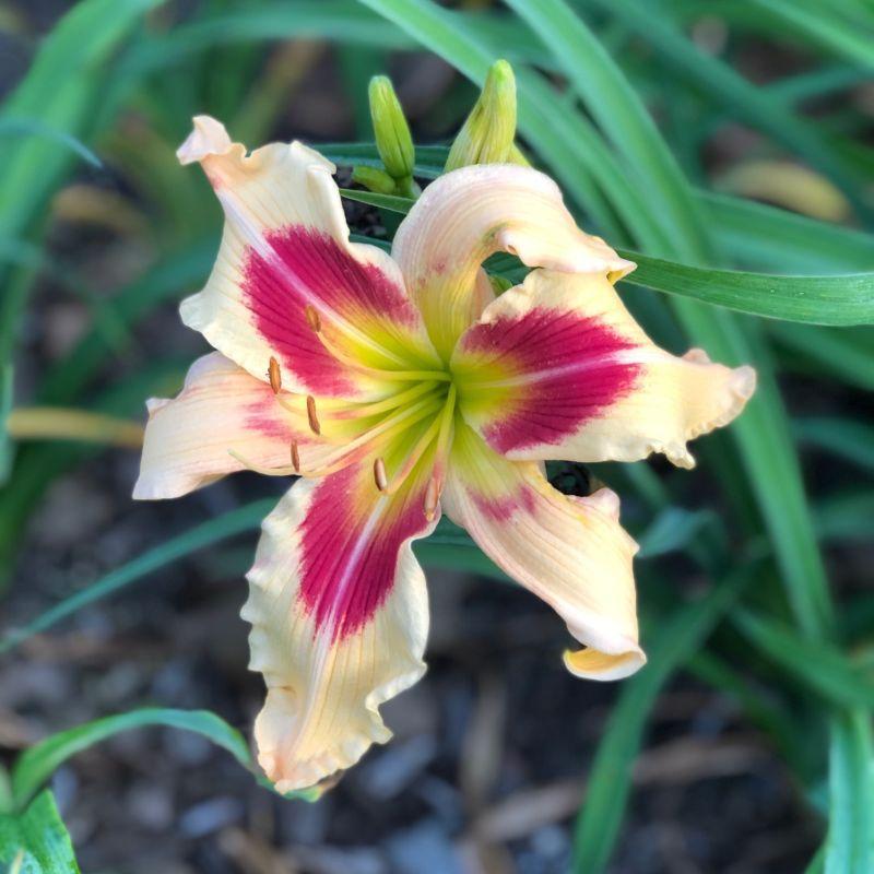 Photo of Daylily (Hemerocallis 'Patricia Snider Memorial') uploaded by twixanddud