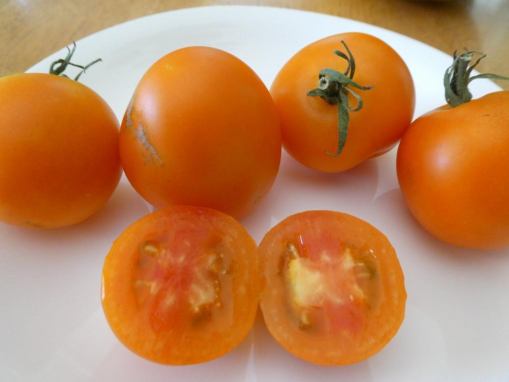 Photo of Tomato (Solanum lycopersicum 'Jaune Flammee') uploaded by wildflowers