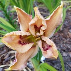 Location: Eureka, CA
Date: 2019-06-29
Fabulous pattern on first bloom! Sold by ConnieHorner on Lily Auc