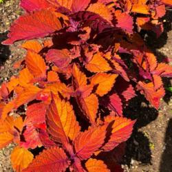 Location: My garden, central NJ, Zone 7A
Date: 2019-06-22
Aptly named, foliage really is on fire.  Outstanding.