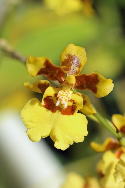 Photo of Golden Shower Orchid (Oncidium sphacelatum) uploaded by RuuddeBlock